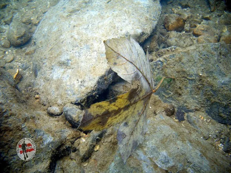 Flusstauchen Enns 2010