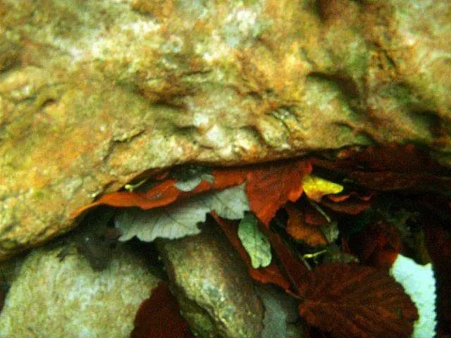 Flusstauchen Schwarza 2010