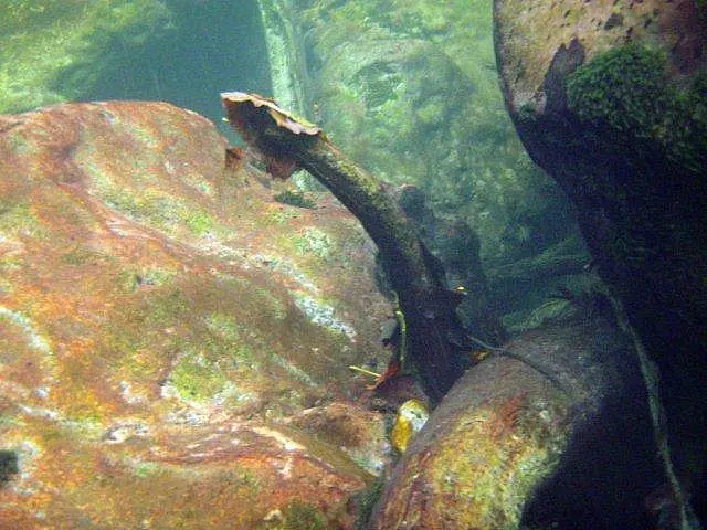 Flusstauchen Schwarza 2010