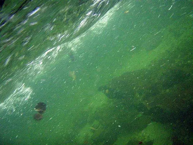 Flusstauchen Schwarza 2010