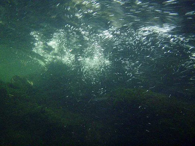 Flusstauchen Schwarza 2010