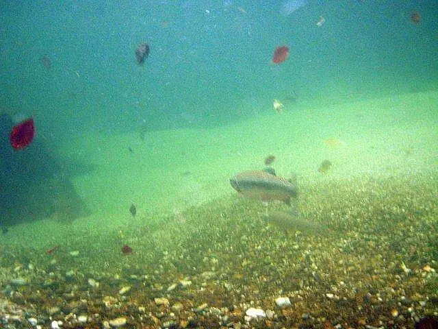 Flusstauchen Schwarza 2010