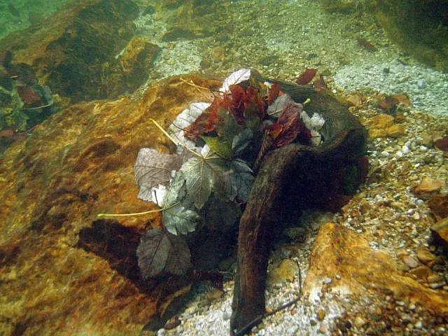 Flusstauchen Schwarza 2010