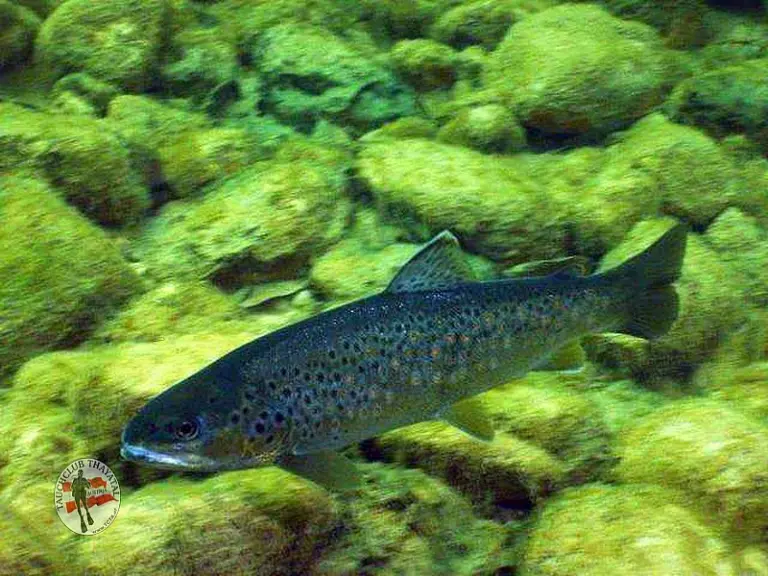 Flusstauchen Ybbs 2010