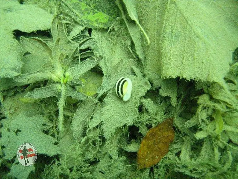 Flusstauchen Ybbs 2010