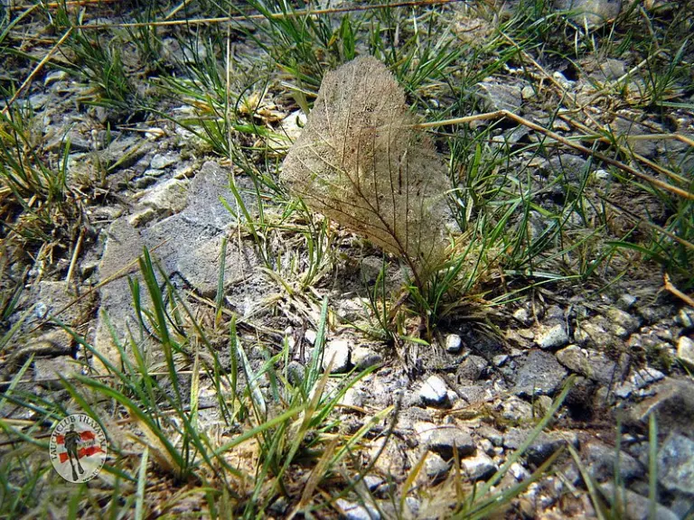 Grüblsee und Grüner See 2012