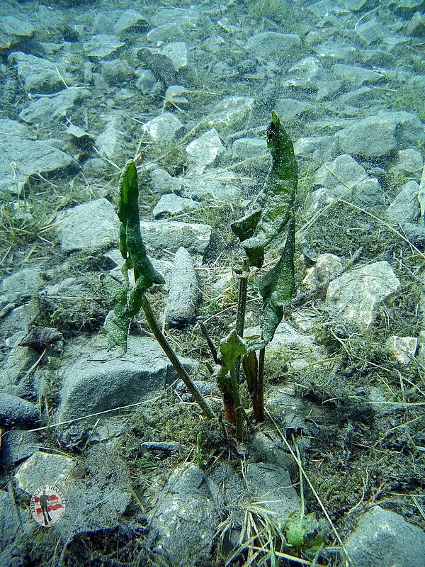 Grüblsee und Grüner See 2012