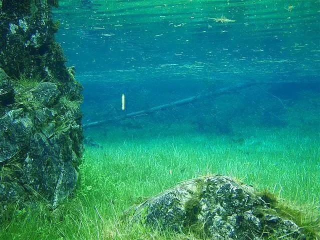 Grüner See am 16.06.2008