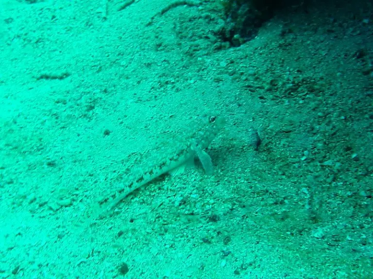 Tauchausfahrt nach KRK 2014