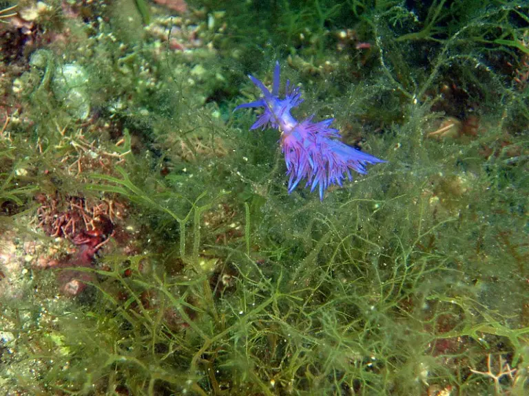 Kroatien - Labin 2010