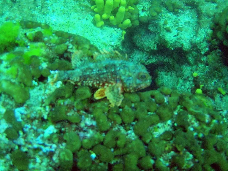 Kroatien - Labin 2010