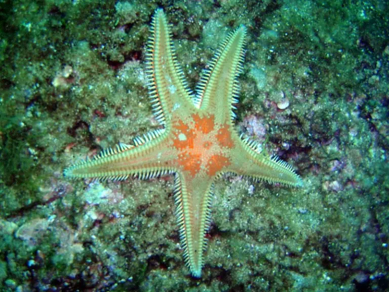 Kroatien - Labin 2010