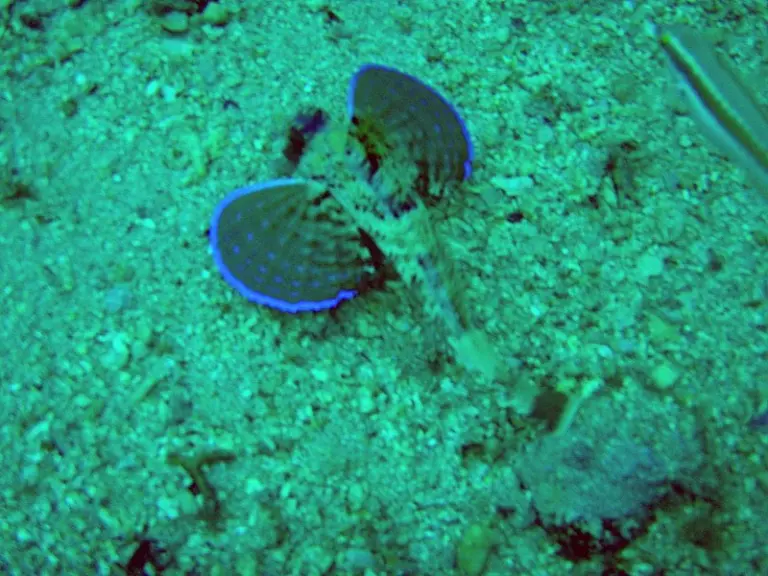 Kroatien - Labin 2010