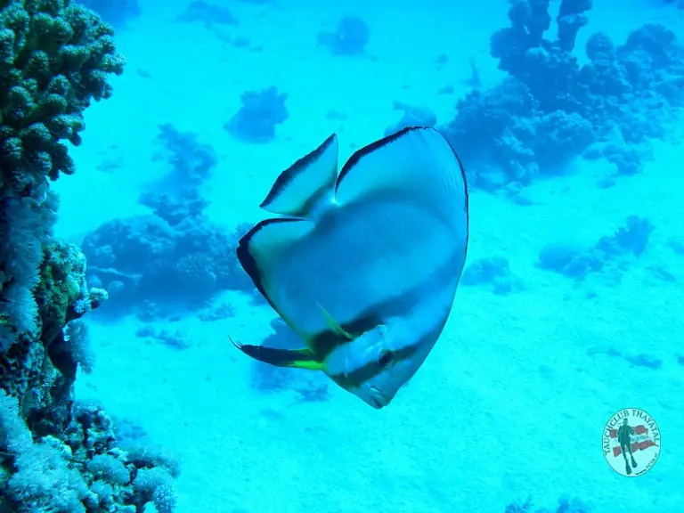 Ägypten Port Ghalib 2015
