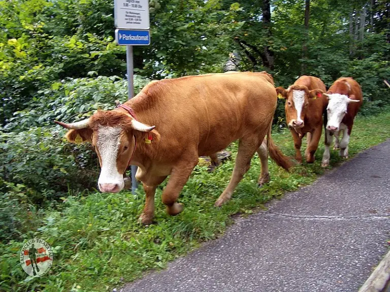 Wenn Engerl reisen ....