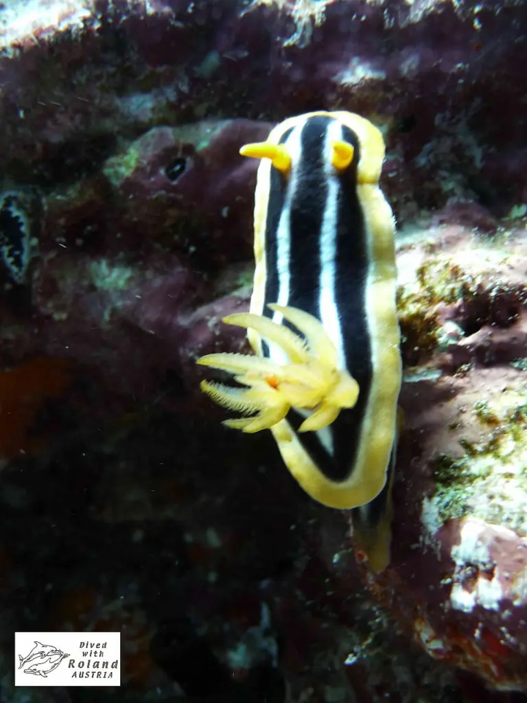 Tauchsafari 2012 - Roland Kolm